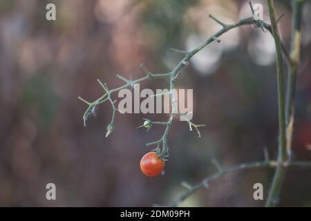 Fruits de tomate endommagés par une maladie bactérienne. Tomates fissurées par l'humidité. Tomates séchées à partir de parasites. Banque D'Images