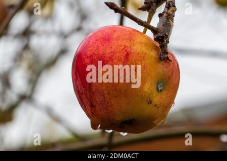 Les dernières pommes rouges mûres pendent encore sur l'arbre en novembre. Il pleut, le fruit est humide et des gouttelettes d'eau se sont formées. Banque D'Images