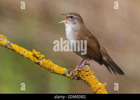 Zanger de Cetti Cetti's Warbler ; Banque D'Images