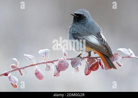 redstart noire masculine perchée sur une branche recouverte de gel avec des feuilles rouges. Banque D'Images