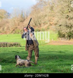 un homme qui tourne des faisans avec un chien d'épagneul springer Banque D'Images