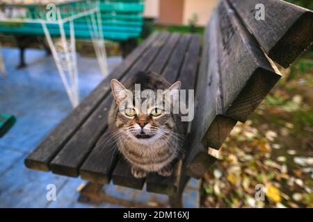Le joli chat tabby est en bois sur un banc Banque D'Images