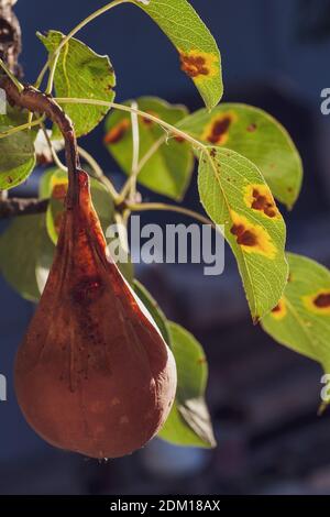 Branches feuilles et poires fruits affectés par des taches rouillées d'orange et des grognements en forme de corne avec des spores du champignon Gymnosporangium sabinae dans un jardin de la maison humaine. Feuilles de poire infestées de rouille de poire. Banque D'Images