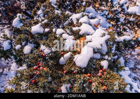 Des branches et des cônes de genévrier sous la neige et la glace, éclairés par la lumière du soleil. Juniperus oxycedrus. Hiver. baies de genévrier sous la neige. Le concept de Banque D'Images