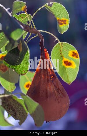 Branches feuilles et poires fruits affectés par des taches rouillées d'orange et des grognements en forme de corne avec des spores du champignon Gymnosporangium sabinae dans un jardin de la maison humaine. Feuilles de poire infestées de rouille de poire. Banque D'Images