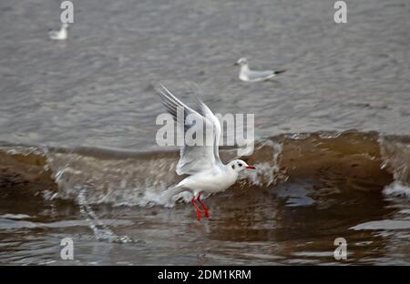 Portobello, Édimbourg, Écosse, Royaume-Uni, 16 décembre 2020. En hiver, les goélands à tête noire se nourrissent du rivage du Firth of Forth dans un après-midi nuageux avec une tempête de 10 degrés centigrades. Crédit : Arch White/Alamy Live News. Banque D'Images