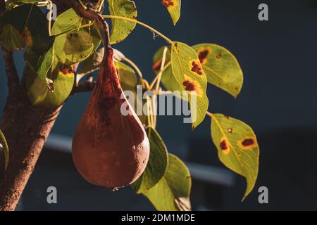 Branches feuilles et poires fruits affectés par des taches rouillées d'orange et des grognements en forme de corne avec des spores du champignon Gymnosporangium sabinae dans un jardin de la maison humaine. Feuilles de poire infestées de rouille de poire. Banque D'Images