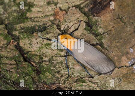 Vierpunkt-Flechtenbär, Vierpunkt-Flechtenbärchen, Großer Flechtenbär, Männchen, Lithosia quadra, quatre-tacheted Footman, homme, la Lithosie quadrille, UE Banque D'Images