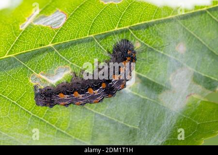 Vierpunkt-Flechtenbär, Vierpunkt-Flechtenbärchen, Großer Flechtenbär, Raupe, Lithosia quadra, Footman à quatre points, caterpillar, la Lithosie quadrille Banque D'Images