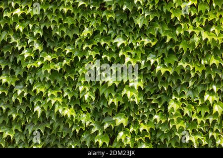 The beautiful soothing background of fresh creeping ivy Stock Photo