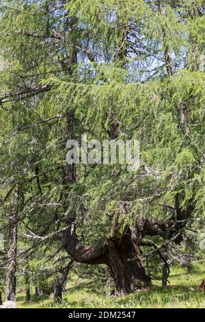 Lärche, Europäische Lärche, im Bergwald, Stamm, Rinde, Borke, Larix decidua, Larch européen, Larch, écorce, arrière, tronc, tige, le Méléze d'Europe, Mélèz Banque D'Images