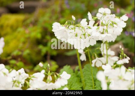 Primula sieboldii 'Ginfukurin', primevère Siebold 'Ginfukurin' en fleur Banque D'Images