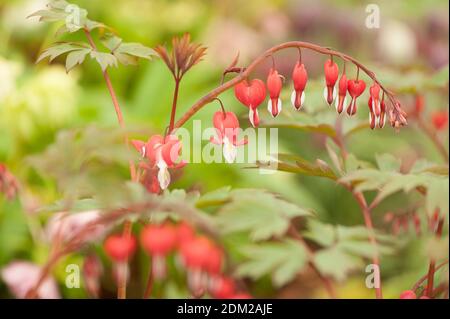 Lamprocapnos spectabilis 'Valentine' syn. Dicentra spectabilis, coeur de saignement en fleur Banque D'Images