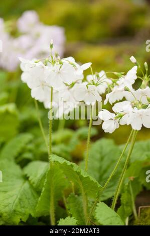 Primula sieboldii 'Ginfukurin', primevère Siebold 'Ginfukurin' en fleur Banque D'Images