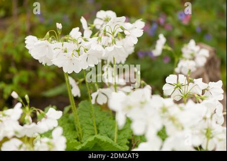 Primula sieboldii 'Ginfukurin', primevère Siebold 'Ginfukurin' en fleur Banque D'Images