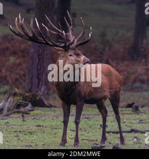 Muensterland, NRW, Allemagne. 16 décembre 2020. Un impressionnant cerf de Virginie (cervus elaphus, homme) dans ses chaudes couvre-fourrure d'hiver dans les bois givrés de la réserve naturelle de Granat, dans la campagne du Muensterland. Le temps est réglé pour tourner le soleil et doux pour décembre. Credit: Imagetraceur/Alamy Live News Banque D'Images