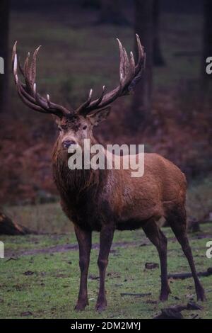 Muensterland, NRW, Allemagne. 16 décembre 2020. Un impressionnant cerf de Virginie (cervus elaphus, homme) dans ses chaudes couvre-fourrure d'hiver dans les bois givrés de la réserve naturelle de Granat, dans la campagne du Muensterland. Le temps est réglé pour tourner le soleil et doux pour décembre. Credit: Imagetraceur/Alamy Live News Banque D'Images