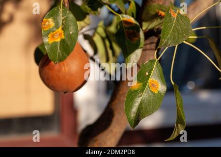 Branches feuilles et poires fruits affectés par des taches rouillées d'orange et des grognements en forme de corne avec des spores du champignon Gymnosporangium sabinae dans un jardin de la maison humaine. Feuilles de poire infestées de rouille de poire. Banque D'Images