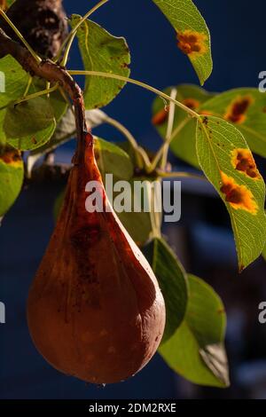 Branches feuilles et poires fruits affectés par des taches rouillées d'orange et des grognements en forme de corne avec des spores du champignon Gymnosporangium sabinae dans un jardin de la maison humaine. Feuilles de poire infestées de rouille de poire. Banque D'Images
