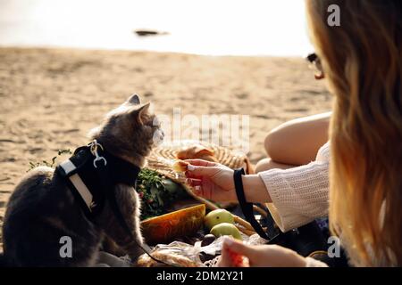 Cette photo montre un chat écossais gris droit avec une laisse sur la plage par une journée ensoleillée Banque D'Images