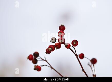 Arrière-plan hivernal avec baies rouges par temps neigeux Banque D'Images