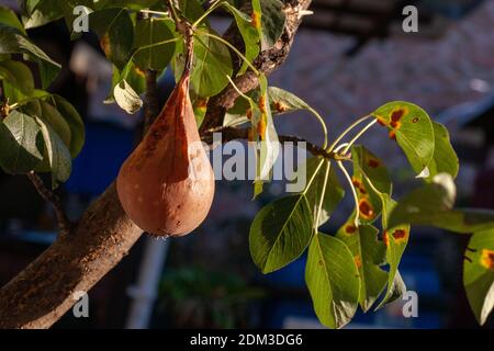 Branches feuilles et poires fruits affectés par des taches rouillées d'orange et des grognements en forme de corne avec des spores du champignon Gymnosporangium sabinae dans un jardin de la maison humaine. Feuilles de poire infestées de rouille de poire. Banque D'Images