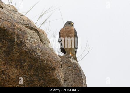 Levant Sparrowhawk (Accipiter brevipes) mâle perché sur le rocher arménien Mai Banque D'Images
