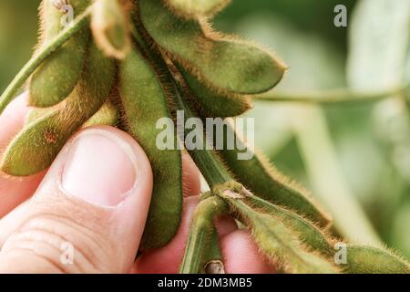 Contrôle de la qualité de l'agriculteur est de la maturation des gousses de soja plantation sur terrain, des hommes de main avec selective focus Banque D'Images