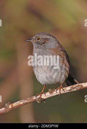 L'immarture de Dunnock (Prunella modularis) perchée sur une branche morte Eccles-on-Sea, Norfolk, Royaume-Uni Novembre Banque D'Images