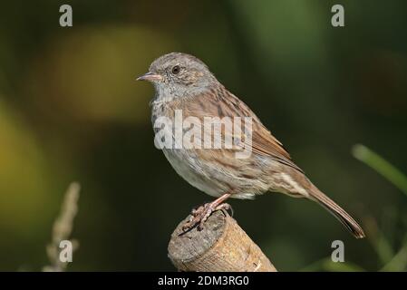 L'immarture de Dunnock (Prunella modularis) perchée sur la branche coupée Eccles-on-Sea, Norfolk, Royaume-Uni Septembre Banque D'Images