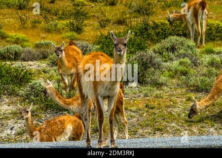 Guanacas Lamas sauvage Atacama Salar Salt Flats Torres del Paine Parc national Patagonia Chili Banque D'Images