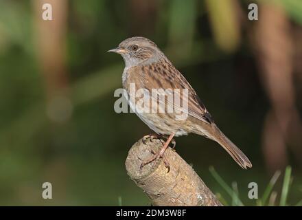 L'immarture de Dunnock (Prunella modularis) perchée sur la branche coupée Eccles-on-Sea, Norfolk, Royaume-Uni Octobre Banque D'Images