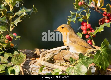 Christmas Robin, European Robon. Perchée de houx et de baies Banque D'Images