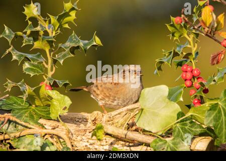 Dunnock, Prunella Modularis, perchée sur une branche de Holly et de baies, Noël, décembre 2020 Banque D'Images