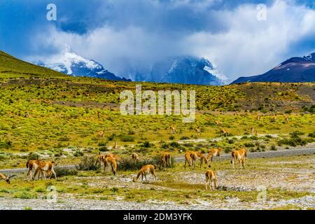 Guanacos Lamas sauvage manger sel Atacama Salar sel Flats Torres Parc national del Paine Patagonia Chili Banque D'Images