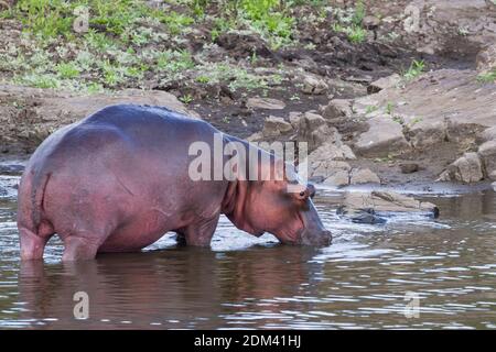 Hippo debout dans une rivière ayant une boisson d'eau dans le parc national Kruger, Afrique du Sud Banque D'Images