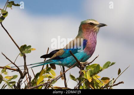 A colorful lilac-breasted roller (Coracias caudatus) with an insect in beak perching in a tree in Kruger National Park, South Africa Stock Photo