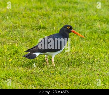 Black Magellanic Oyster Catcher Bird Los Flamengees National Reserve Torres Parc national del Paine Patagonia Chili Banque D'Images