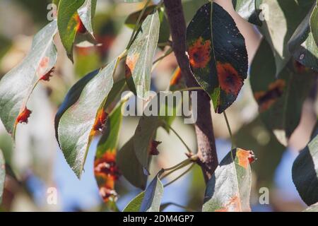 Branches feuilles et poires fruits affectés par des taches rouillées d'orange et des grognements en forme de corne avec des spores du champignon Gymnosporangium sabinae dans un jardin de la maison humaine. Feuilles de poire infestées de rouille de poire. Banque D'Images