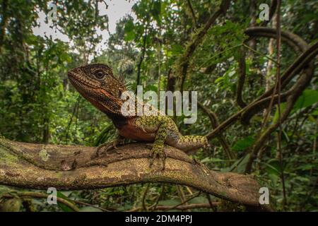 Enyalioides laticeps, l'iguana naine amazonienne du parc national de Yasuni en Equateur amazonien. Banque D'Images