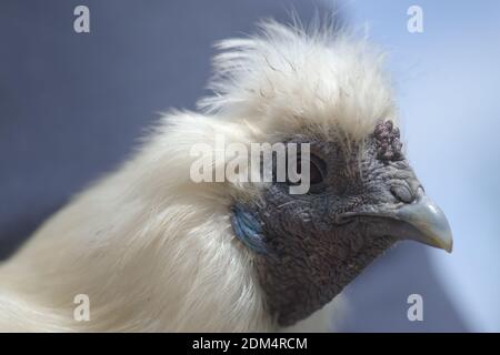 1 - Super gros plan macro portrait du visage d'un poulet blanc silkie. Le détail de la peau dure et froissée, des caractéristiques bleues et des plumes moelleuses est illustré Banque D'Images