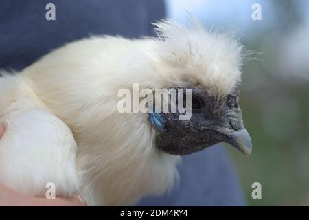 5 - Super close up macro portrait of the face of a white silkie chicken. Detail of chicken shown against soft background bokeh with outdoor colors Stock Photo