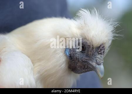 4 - Super gros plan macro portrait du visage d'un poulet blanc silkie. Le détail de la peau dure et froissée, des caractéristiques bleues et des plumes moelleuses est illustré Banque D'Images