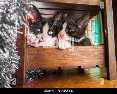Deux chatons se sont emmêlés sous une chaise l'après-midi de Noël avec la lumière des fenêtres illuminant la guirlande argentée. Banque D'Images
