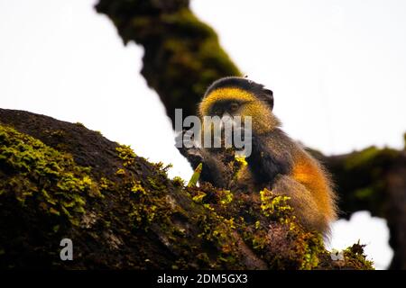 Singe doré sauvage et très rare ( Cercopithecus kandti) dans la forêt tropicale. Animal unique et en voie de disparition en gros plan dans l'habitat naturel. Banque D'Images