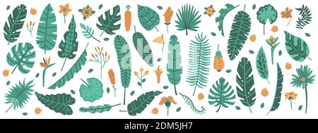 Feuilles de jungle tropicale. Plantes exotiques, feuilles et fleurs, banane, palmier, plumeria et feuilles d'hibiscus. Jeu d'illustrations vectorielles florales jungle Illustration de Vecteur