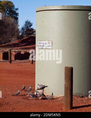 Pigeons à crête (Ocyphops tophotes) buvant dans un réservoir d'eau de l'Outback australien. Banque D'Images