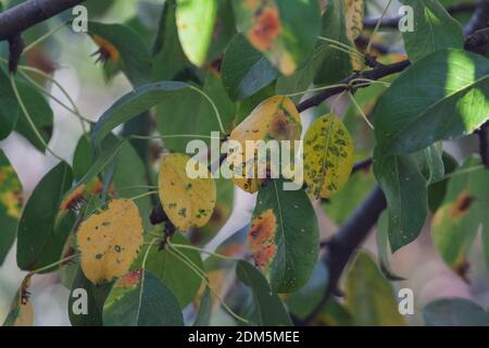 Branches feuilles et poires fruits affectés par des taches rouillées d'orange et des grognements en forme de corne avec des spores du champignon Gymnosporangium sabinae dans un jardin de la maison humaine. Feuilles de poire infestées de rouille de poire. Banque D'Images