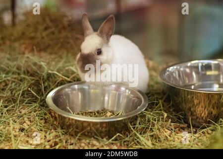 Lapin à vendre derrière la vitrine en verre dans un animal de compagnie boutique Banque D'Images