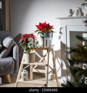 Deux pots avec poinsettia, une étoile de Noël se trouve sur un tabouret haut à gradins près de la cheminée avec des figurines, près de l'arbre de Noël Banque D'Images